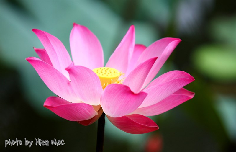 everon mầu hồng cánh sen