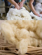 lớp len lông cừu