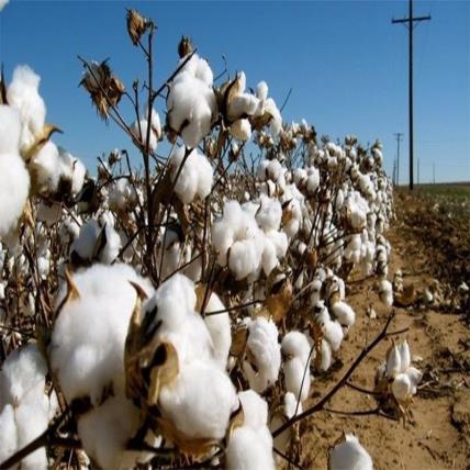 Bông Cotton Là Gì? Tất Cả Những Điều Bạn Cần Biết Về Chất Liệu Tự Nhiên Hoàn Hảo